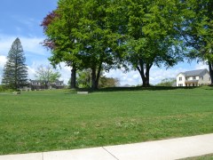 Green green grass and Beech Tree Park
