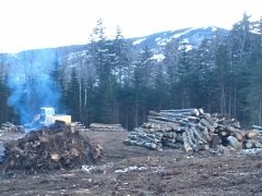 Clearing the land